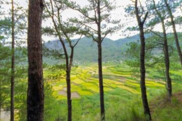 Sagada Rice Terraces